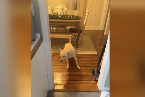 Virales Tiktok-Video: Hund plündert Cocktailbar seiner Besitzerin – so gefährlich ist Alkohol für Vierbeiner