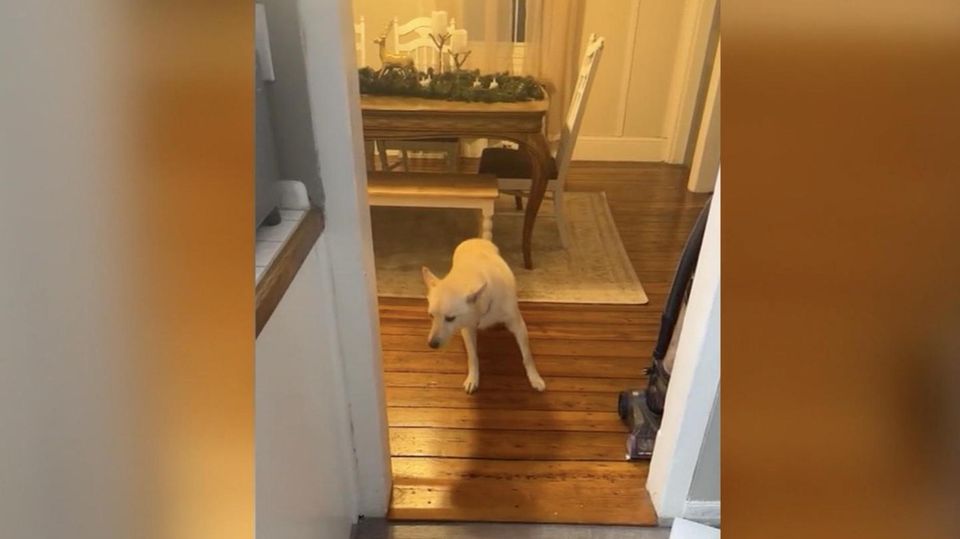 Virales Tiktok-Video: Hund plündert Cocktailbar seiner Besitzerin – so gefährlich ist Alkohol für Vierbeiner