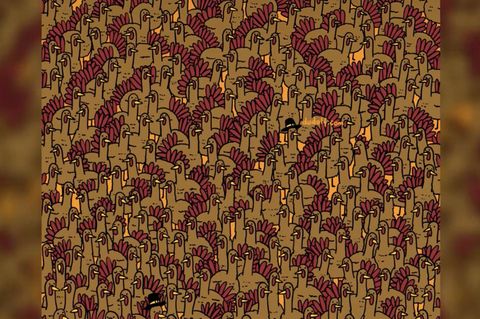 Suchbild: Augentest: Finden Sie die versteckten Hähne unter den Truthähnen in 15 Sekunden?