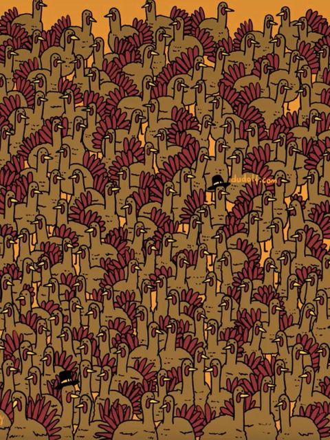 Suchbild: Augentest: Finden Sie die versteckten Hähne unter den Truthähnen in 15 Sekunden?