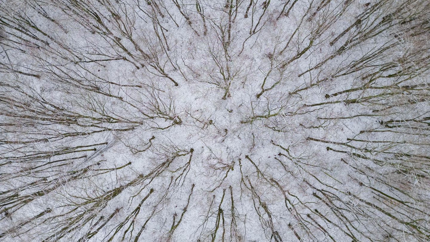 Aber selbst in Brandenburg ist Schnee gefallen, wie diese Drohnenaufnahme eines Laubwaldes bei Treplin zeigt