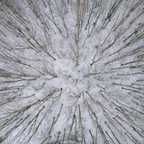 Aber selbst in Brandenburg ist Schnee gefallen, wie diese Drohnenaufnahme eines Laubwaldes bei Treplin zeigt