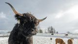 Für Schottische Hochlandrinder ist das wahrscheinlich Wohlfühlwetter. Nur der Schnee auf ihrer Weide in Bruck (Bayern) erschwert die Futtersuche