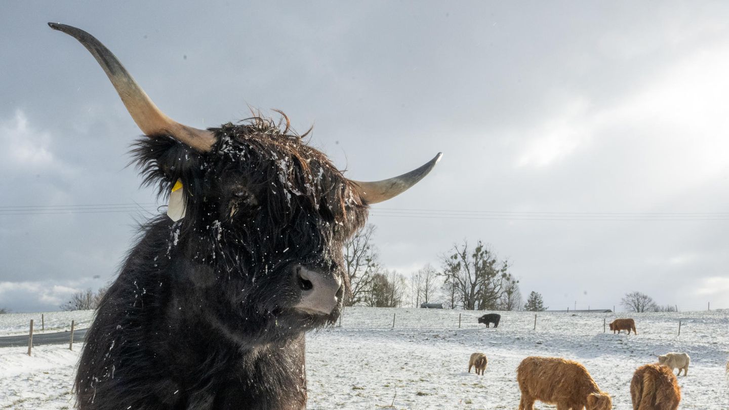 Für Schottische Hochlandrinder ist das wahrscheinlich Wohlfühlwetter. Nur der Schnee auf ihrer Weide in Bruck (Bayern) erschwert die Futtersuche