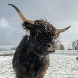 Für Schottische Hochlandrinder ist das wahrscheinlich Wohlfühlwetter. Nur der Schnee auf ihrer Weide in Bruck (Bayern) erschwert die Futtersuche