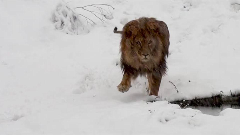 Pristina: Raubkatze im Schnee: Die traurige Geschichte von Löwe "Gjon" Pristina: Raubkatze im Schnee: Die traurige Geschichte von Löwe "Gjon"