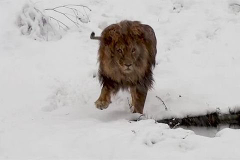 Pristina: Raubkatze im Schnee: Die traurige Geschichte von Löwe "Gjon"