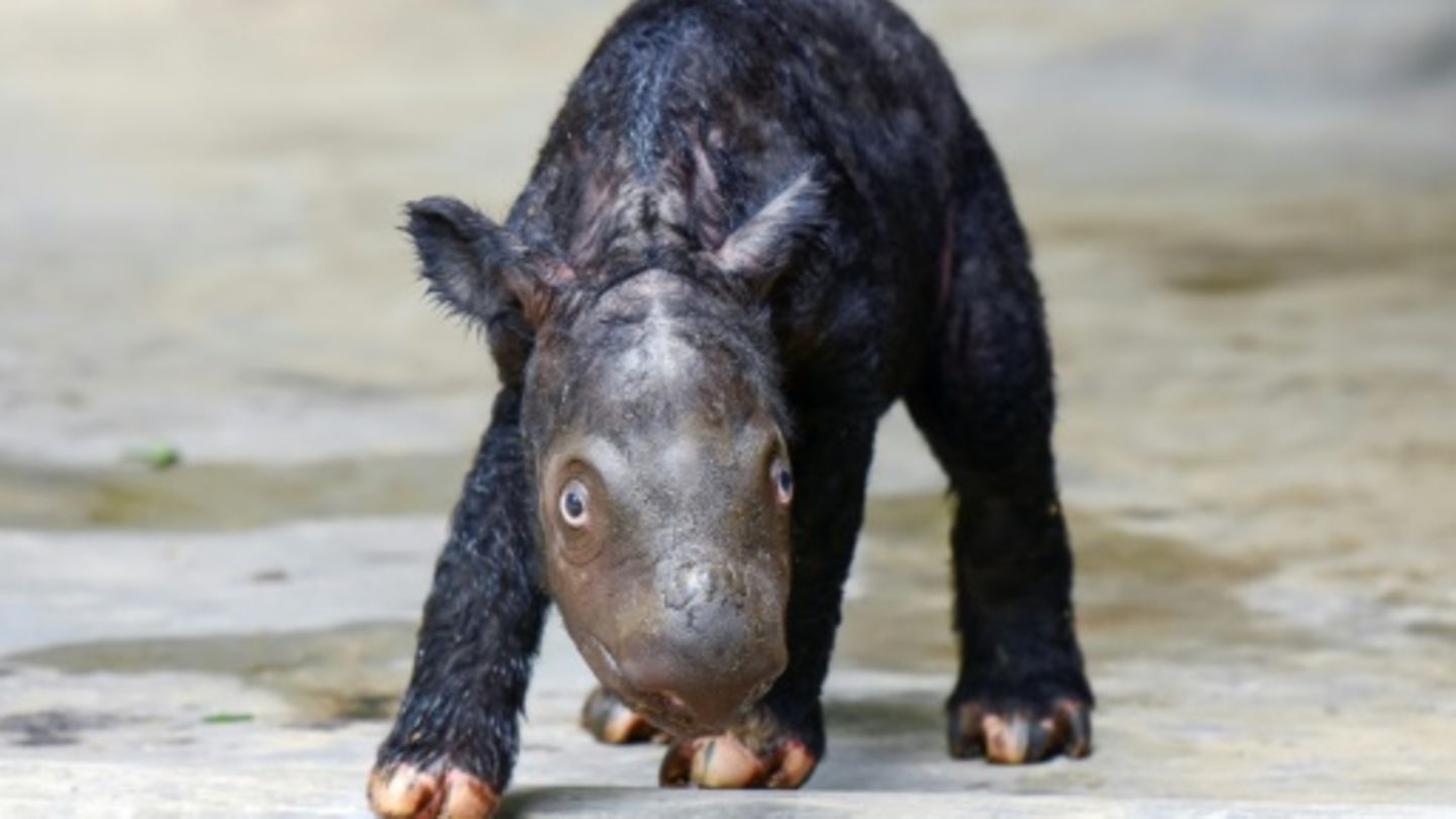 Badak sumatera yang terancam punah lahir di Indonesia