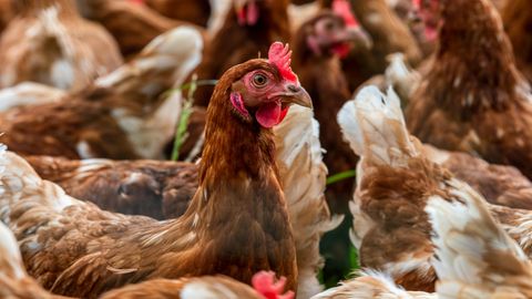 Milliarden von Hühnern verlieren ihr Leben, ohne als Nahrungsmittel verzehrt zu werden. Aber auch Schweine, Rinder, Ziegen und Puten landen im Abfall