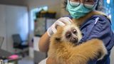 Weißhandgibbon bei einer Tierärztin auf dem Arm