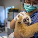 Weißhandgibbon bei einer Tierärztin auf dem Arm