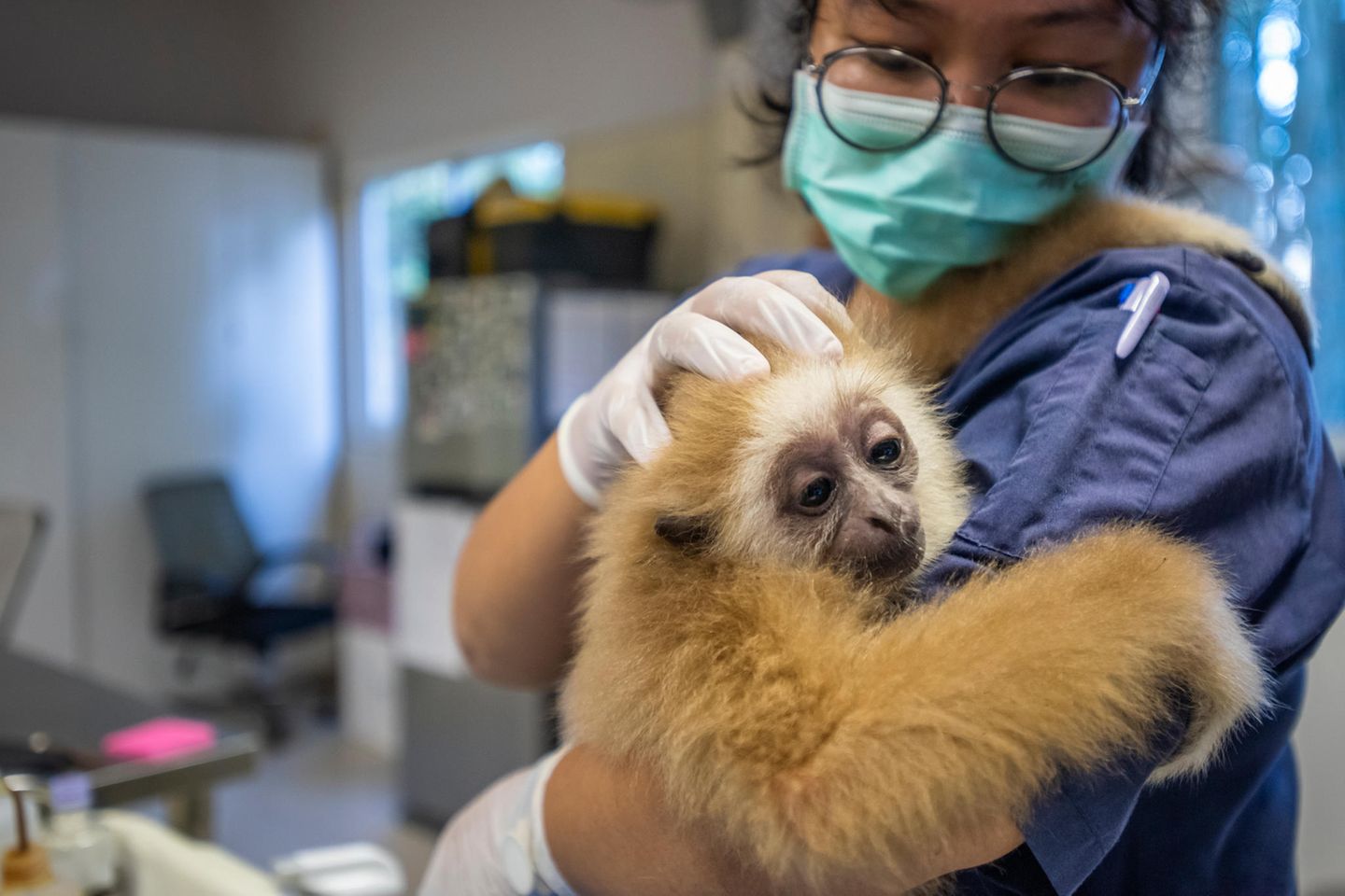 Weißhandgibbon bei einer Tierärztin auf dem Arm