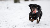 Berlin. Auch er hier freut sich über die weiße Pracht. Dackel Liv rennt im Volkspark Rehberge mit einem Ball in der Schnauze durch den Schnee. Den Meteorologen zufolge soll die Schneedecke erst einmal liegen bleiben.