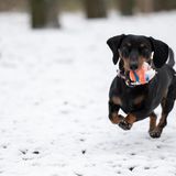 Berlin. Auch er hier freut sich über die weiße Pracht. Dackel Liv rennt im Volkspark Rehberge mit einem Ball in der Schnauze durch den Schnee. Den Meteorologen zufolge soll die Schneedecke erst einmal liegen bleiben.