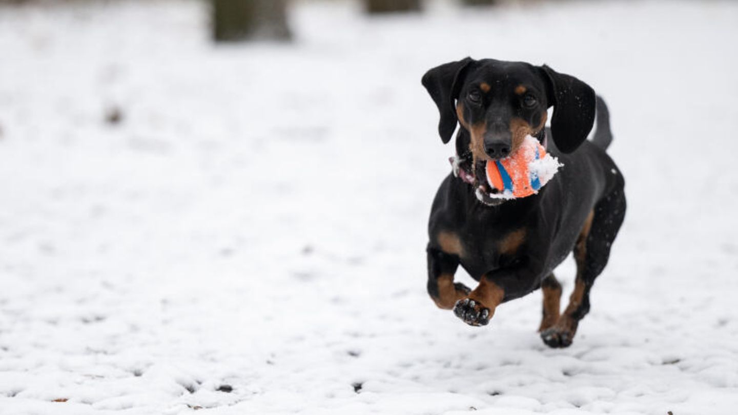Berlin. Auch er hier freut sich über die weiße Pracht. Dackel Liv rennt im Volkspark Rehberge mit einem Ball in der Schnauze durch den Schnee. Den Meteorologen zufolge soll die Schneedecke erst einmal liegen bleiben.