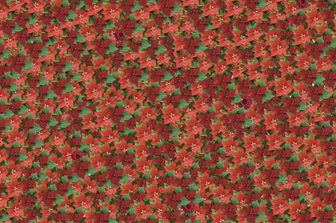 Suchbild: Schneller Augentest: Finden Sie die Rosen unter den Weihnachtssternen?