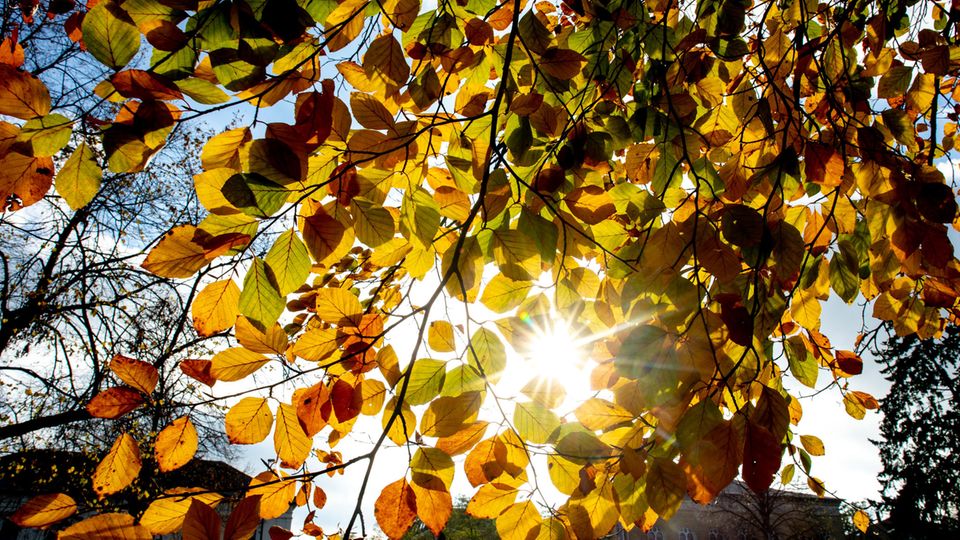 Die Sonne strahlt durch ein Dach aus bunten Herbstblättern