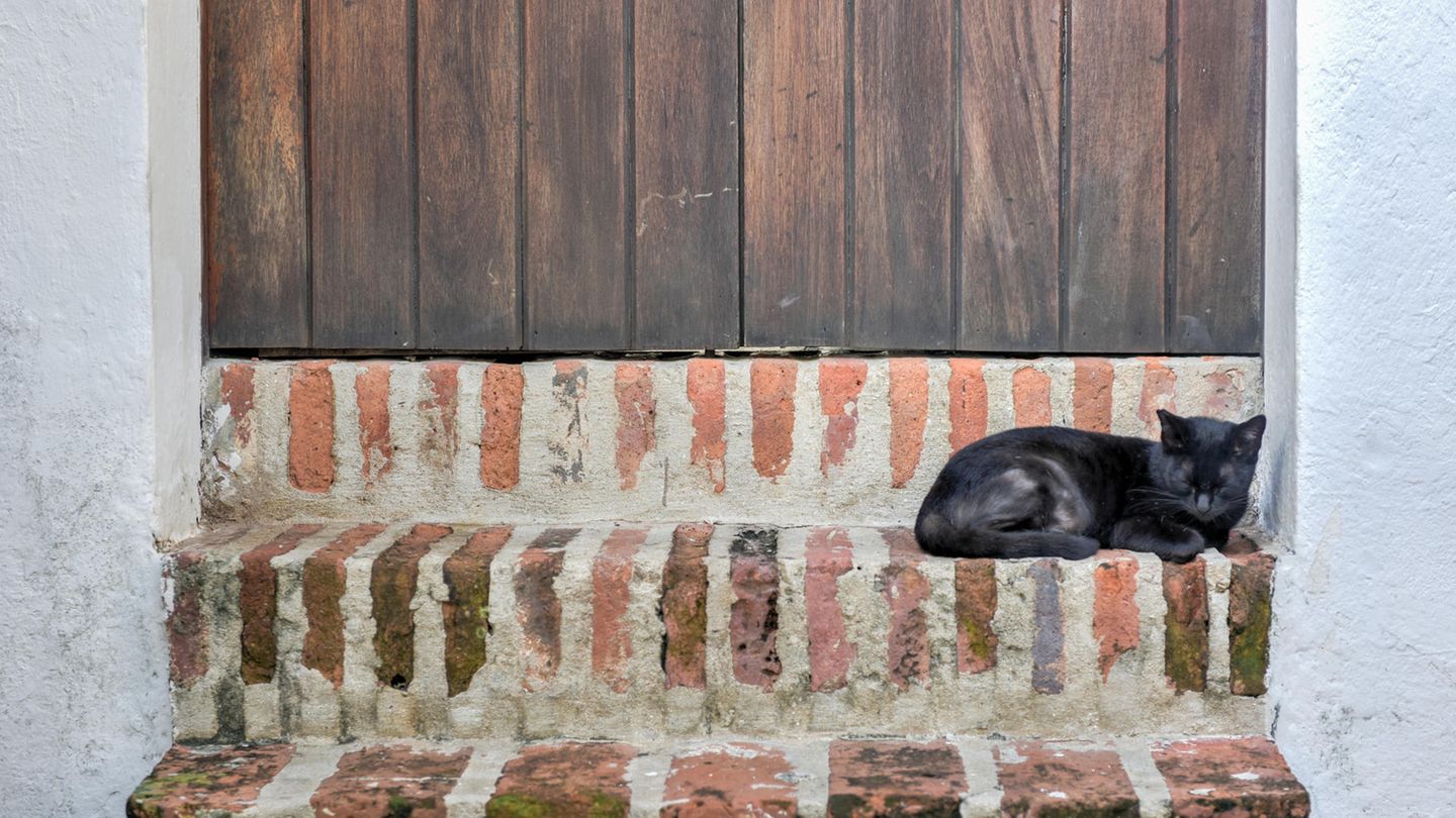 Eine Katze in Puerto Rico