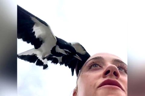 "Er stürzte direkt auf mein Auge": Fitness-Influencerin wird von Vogel attackiert