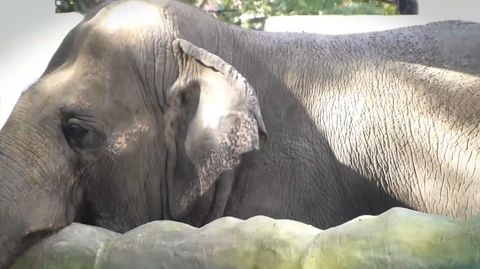 Im Live-TV: Elefant unterbricht Reporter mit Rüssel (Video)