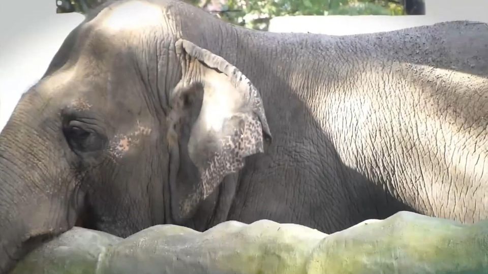Der "traurigste Elefant der Welt" ist tot