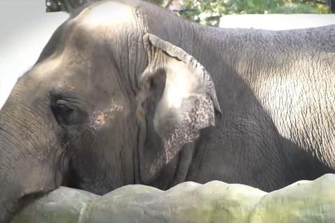 Der "traurigste Elefant der Welt" ist tot