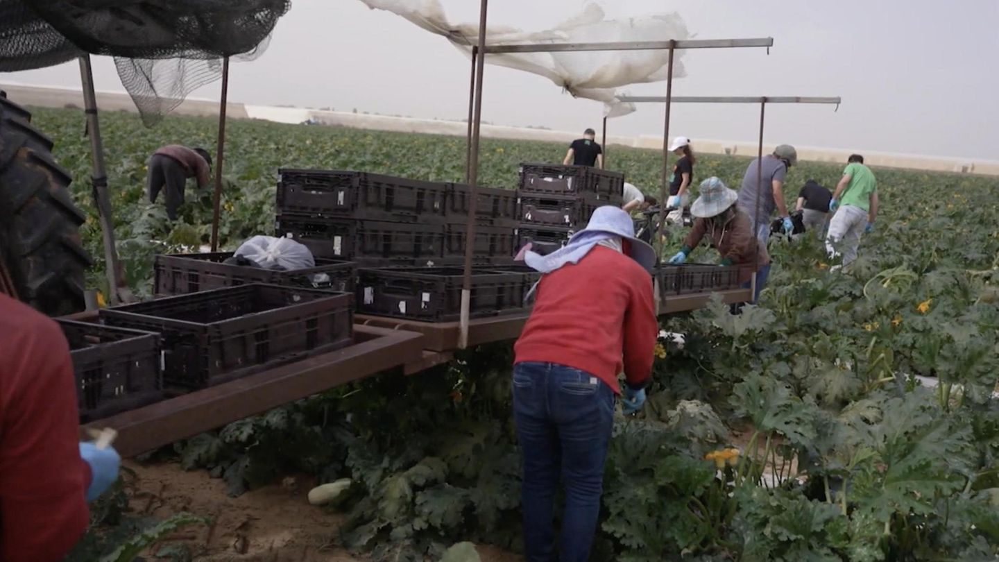 So halten freiwillige Helfer die Landwirtschaft in Israel am Leben