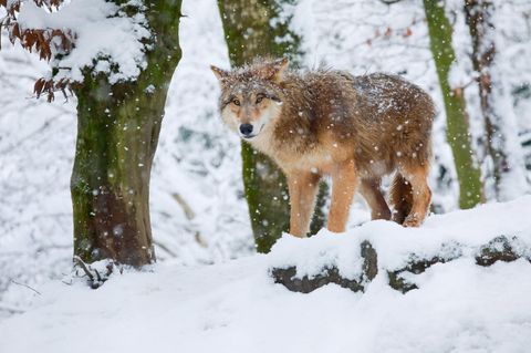 Ein Wolf steht im Schnee in einem Wald