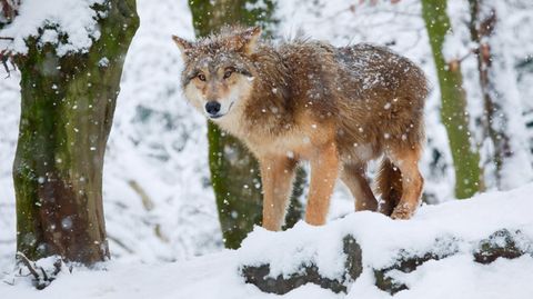 Ein Wolf steht im Schnee in einem Wald