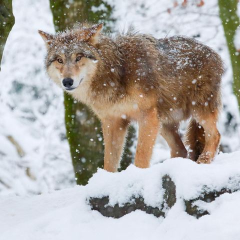 Ein Wolf steht im Schnee in einem Wald