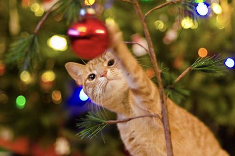 Tipps und Tricks: Haustierbesitzer aufgepasst – so schützen Sie Ihren Weihnachtsbaum vor Katzen-Angriffen