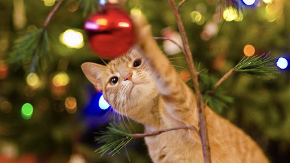 Tipps und Tricks: Haustierbesitzer aufgepasst – so schützen Sie Ihren Weihnachtsbaum vor Katzen-Angriffen