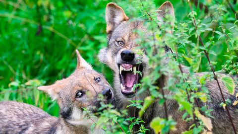 Problematische Wölfe sollen in Deutschland künftig schneller als bisher getötet werden können (Symbolbild)