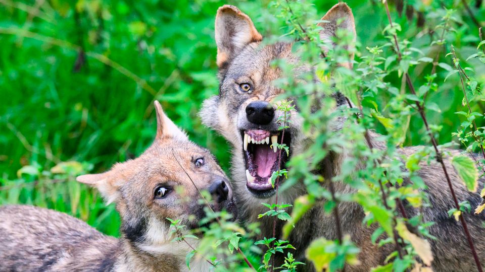 Problematische Wölfe sollen in Deutschland künftig schneller als bisher getötet werden können (Symbolbild)