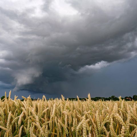 Gewitterwolke über Weizenfeld