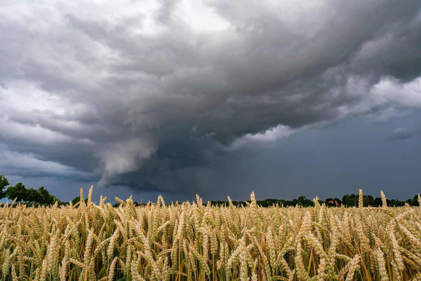 Gewitterwolke über Weizenfeld
