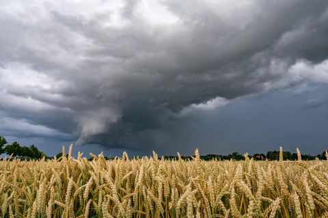 Gewitterwolke über Weizenfeld