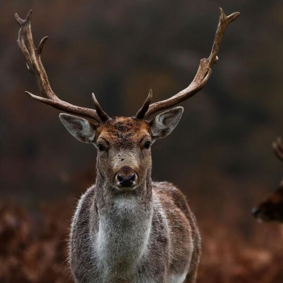 London, Großbritannien. Normalerweise bekommt man freilaufende Hirsche nur in weiten Wäldern zu Gesicht - und selbst dann sind sie eher scheu. Doch Londoner können die Tiere quasi vor der Haustür besuchen. Im Westen der Großstadt nennen mehr als 1000 Rot- und Damhirsche die königlichen Parks Richmond Park und Bushy Park ihr Zuhause.