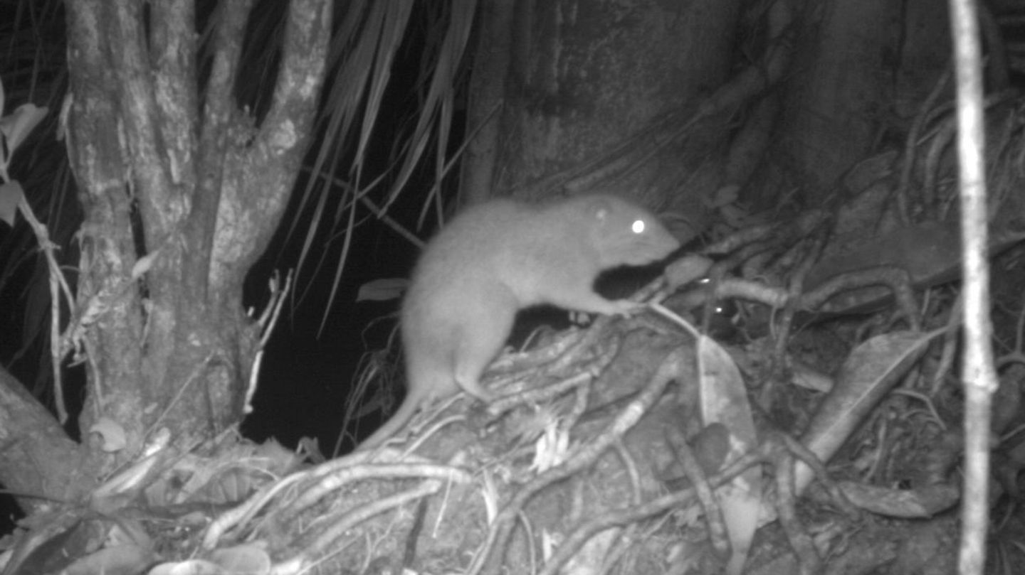 Bild einer Kamerafalle von einer Vangunu-Riesenratte (Uromys vika)