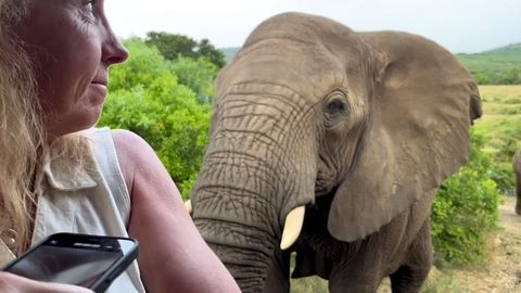 Fotogener Elefant – neugieriger Dickhäuter kommt Touristen sehr nahe