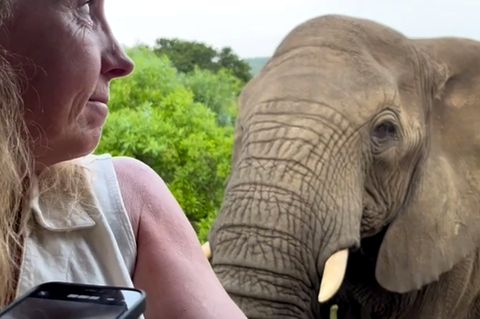 Fotogener Elefant – neugieriger Dickhäuter kommt Touristen sehr nahe