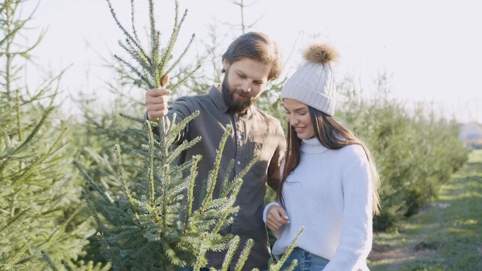 Ein junges Pärchen sucht einen Weihnachtsbaum aus Ein junges Pärchen sucht einen Weihnachtsbaum aus
