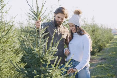 Ein junges Pärchen sucht einen Weihnachtsbaum aus