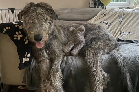 Große Vierbeiner: Gewaltige Wolfshunde – mit Merlin und Arlo wird es eng auf dem Familiensofa