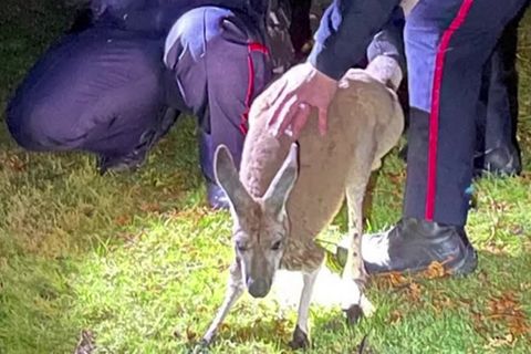 Video: Ausgebüxtes Känguru boxt Polizisten