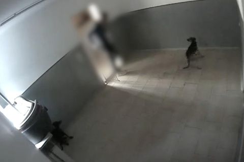 Angesehene Hundepension aus München soll Hunde gequält haben – Polizei ermittelt