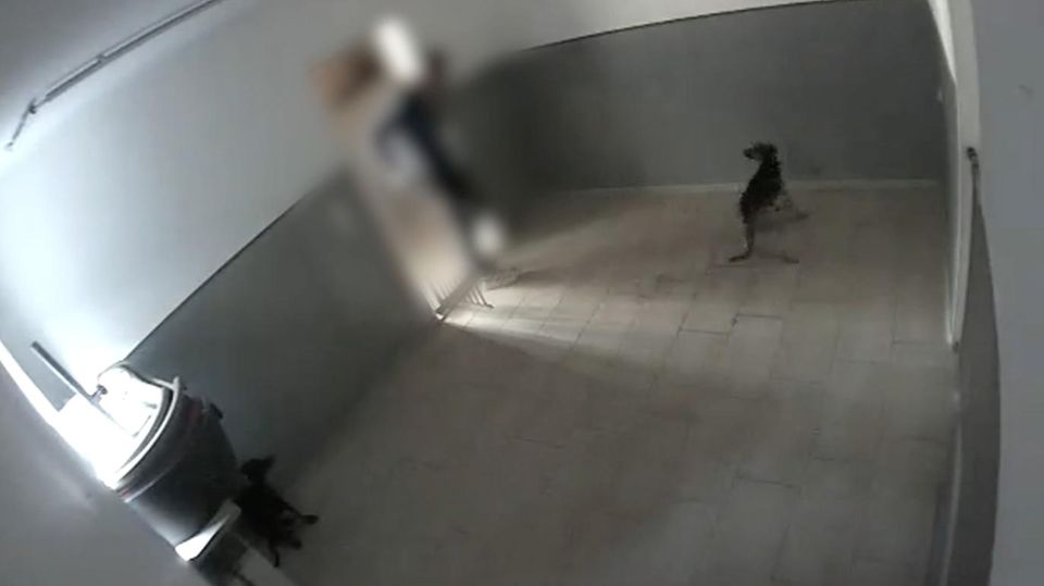 Angesehene Hundepension aus München soll Hunde gequält haben – Polizei ermittelt
