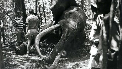 Elefant rennt wütend auf Auto zu – Touristen kommen mit schrecken davon