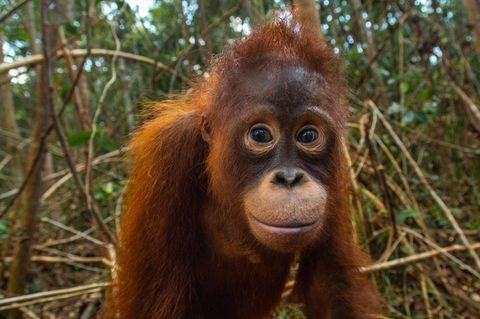 Taymur im Jahr 2018 in der Waldschule auf Borneo