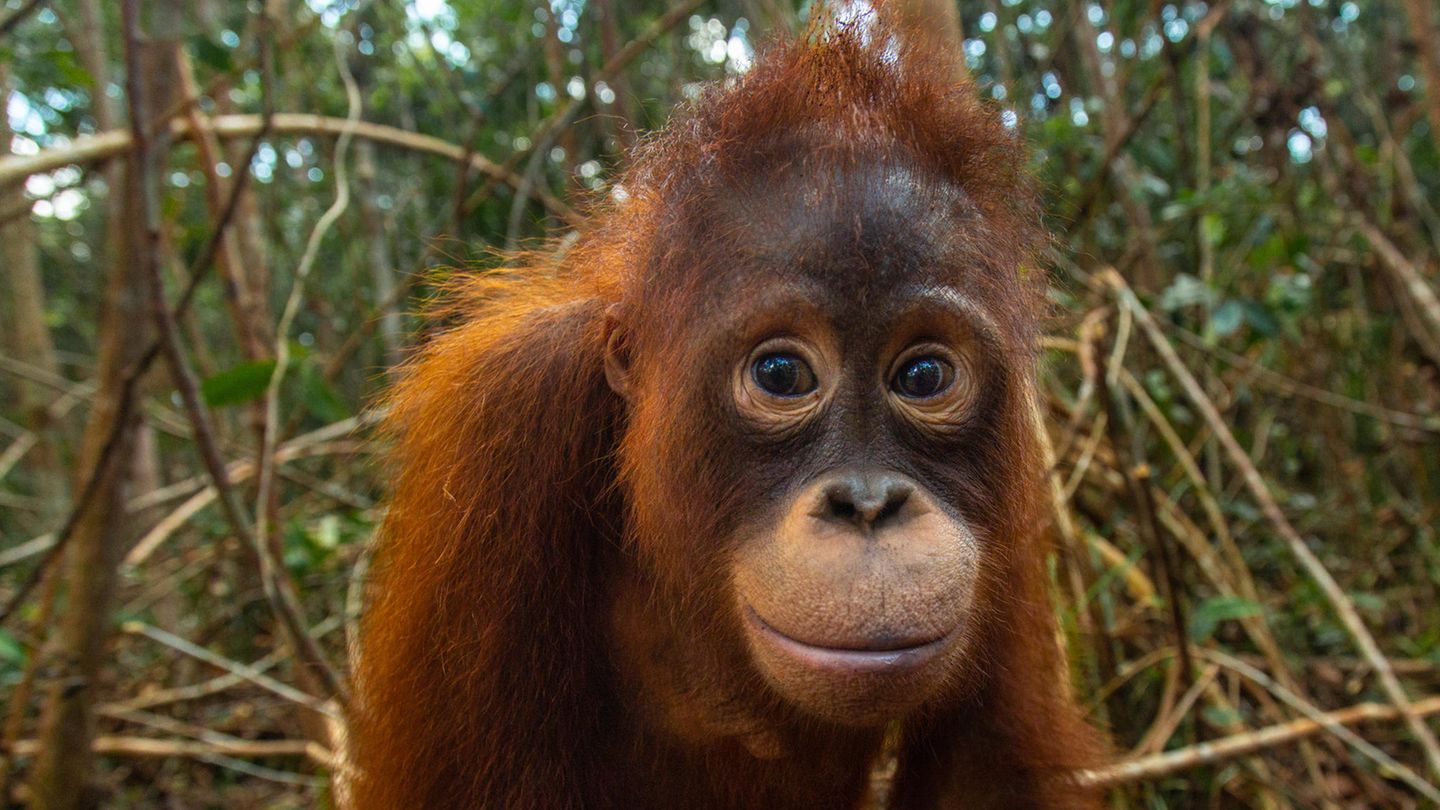 Taymur im Jahr 2018 in der Waldschule auf Borneo